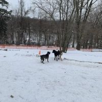 Haverford Reserve Dog Park ico