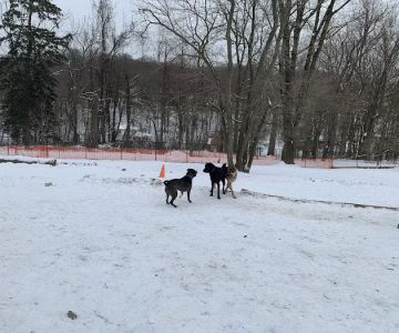 Haverford Reserve Dog Park