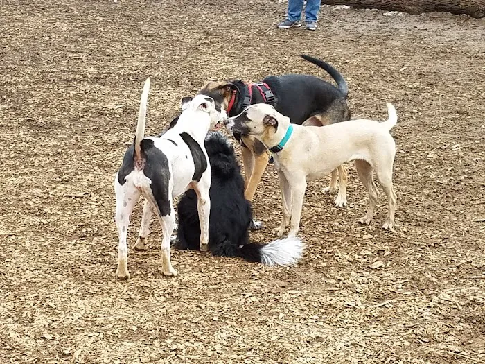 Haverford Reserve Dog Park 5