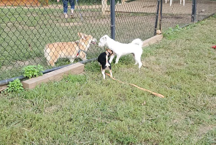 Haverford Reserve Dog Park 9