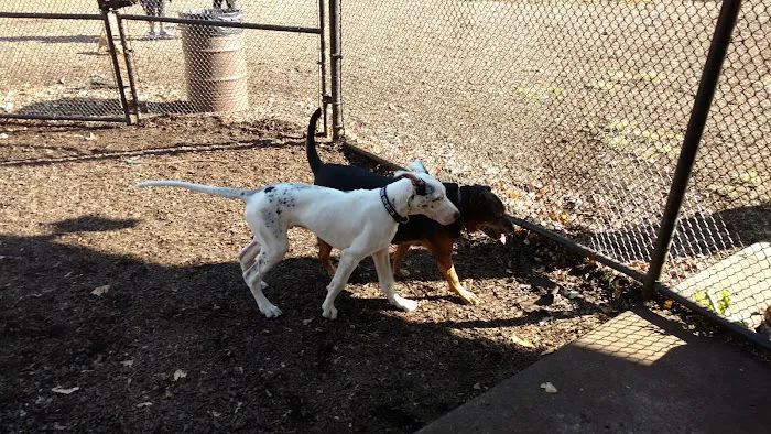 Kent Dog Park 10