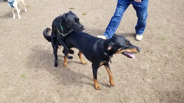 Gloucester County Dog Park 9