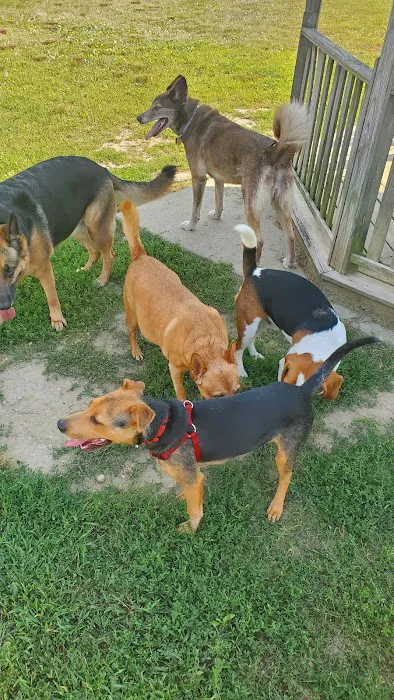 Gloucester County Dog Park 10