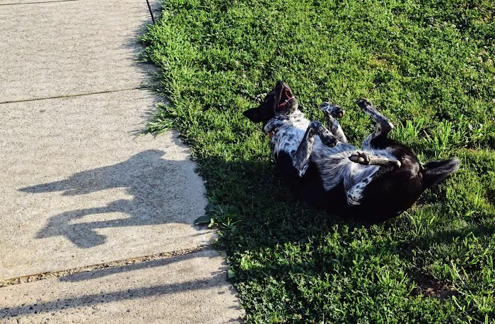West Goshen Township Dog Park 4