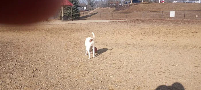 West Goshen Township Dog Park 3