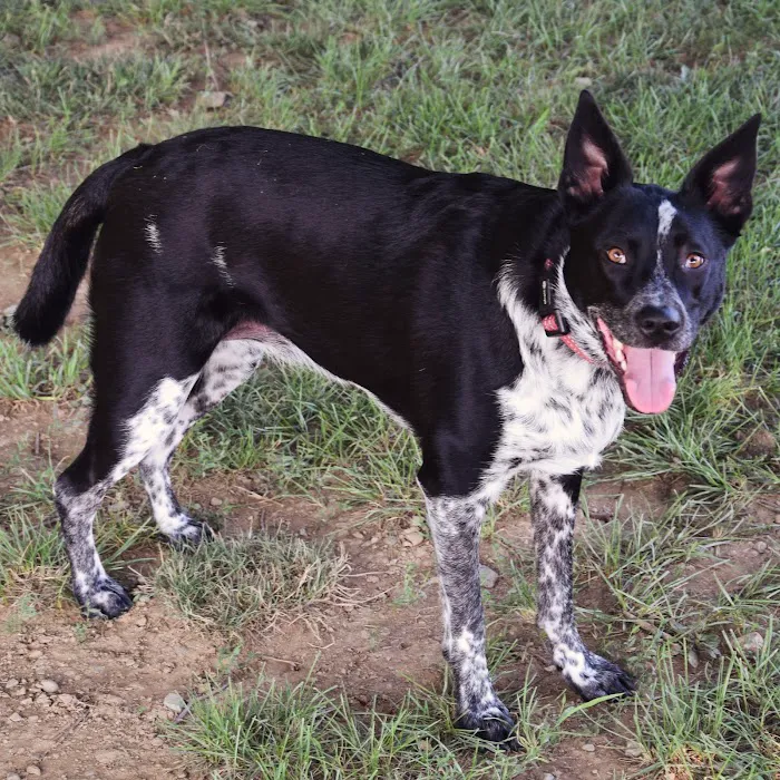 West Goshen Township Dog Park 5