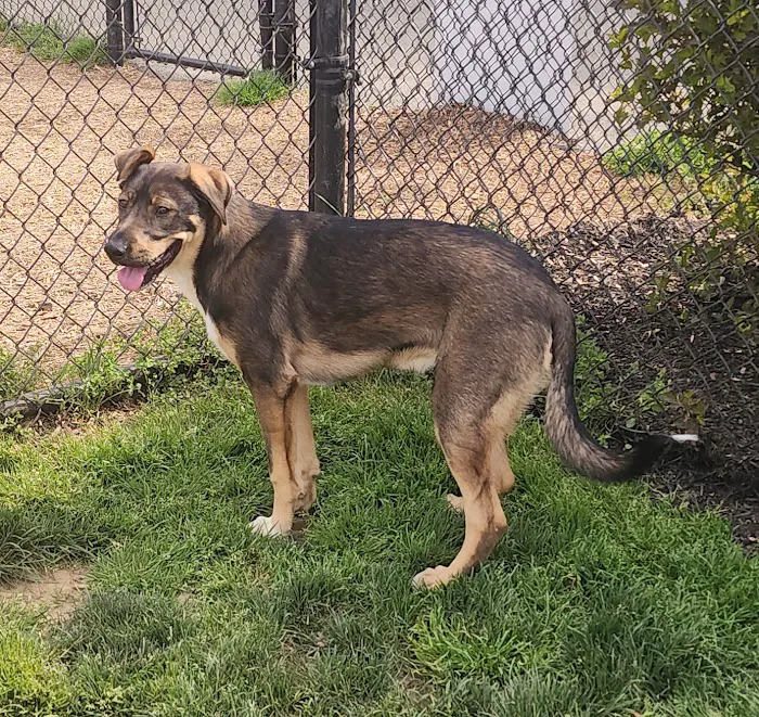 Concord Dog Park 6