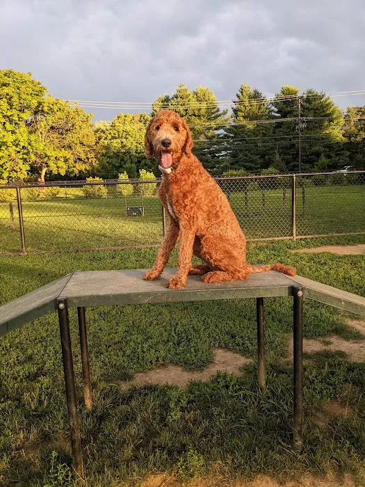 Concord Dog Park 10