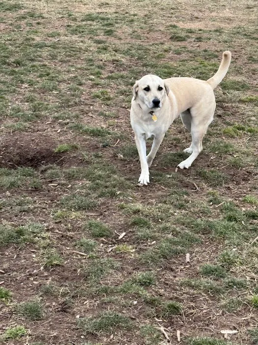 Jim Dietrich Dog Park 3