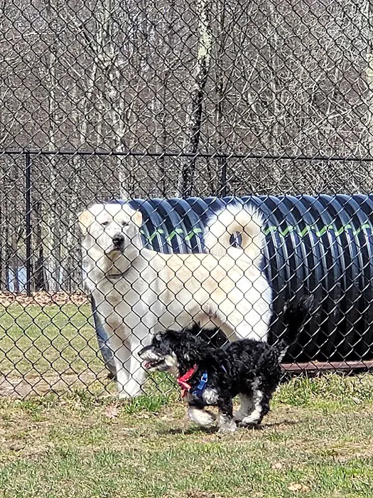 Morningside Dog park 4