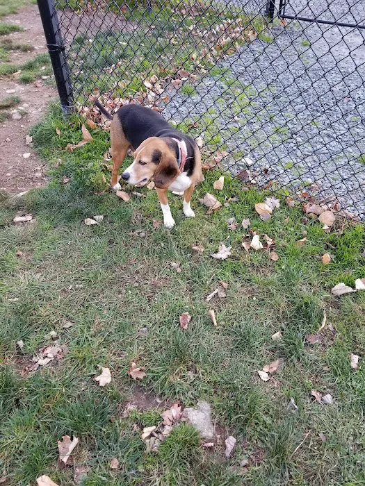 Morningside Dog park 8