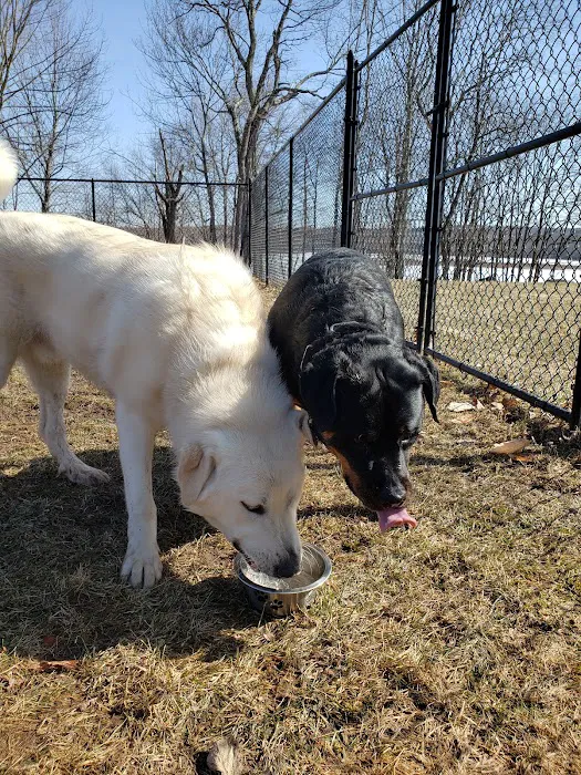 Morningside Dog park 9