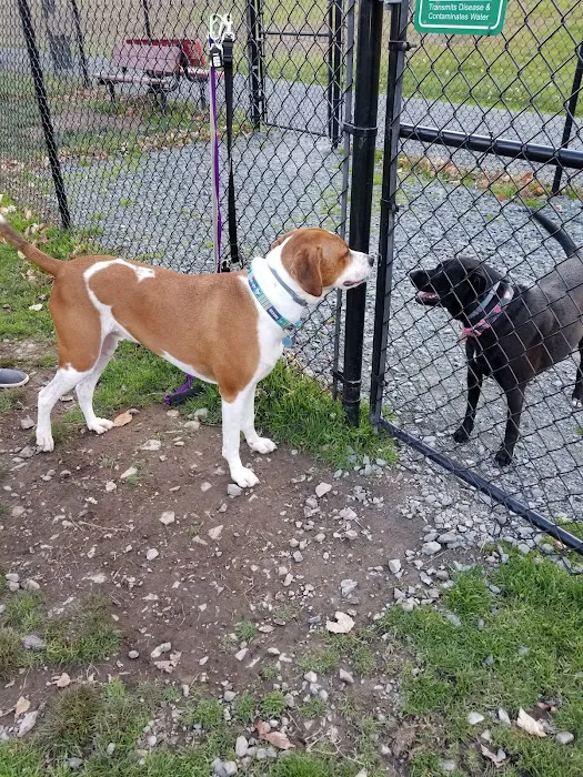 Morningside Dog park 10
