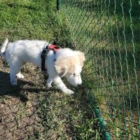 Riverside Dog Park ico