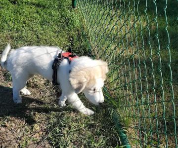 Riverside Dog Park