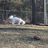 Cromwell Dog Park ico