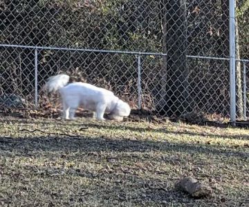 Cromwell Dog Park