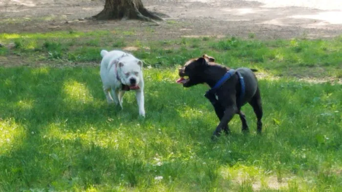 Cromwell Dog Park 9