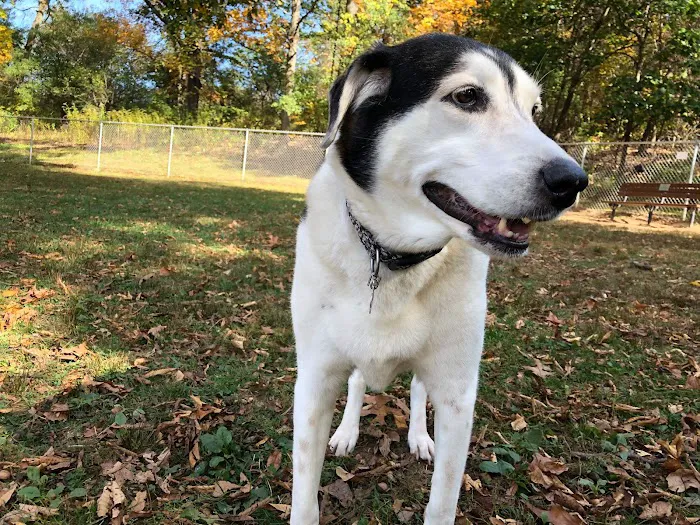 Cromwell Dog Park 7