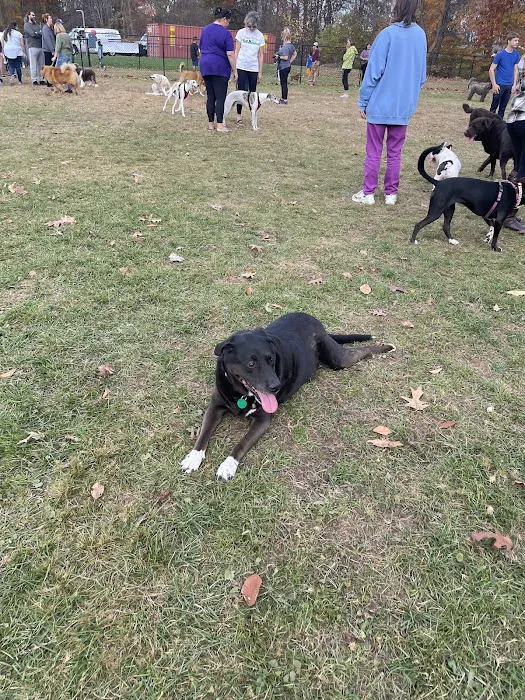 West Hartford Dog Park 10