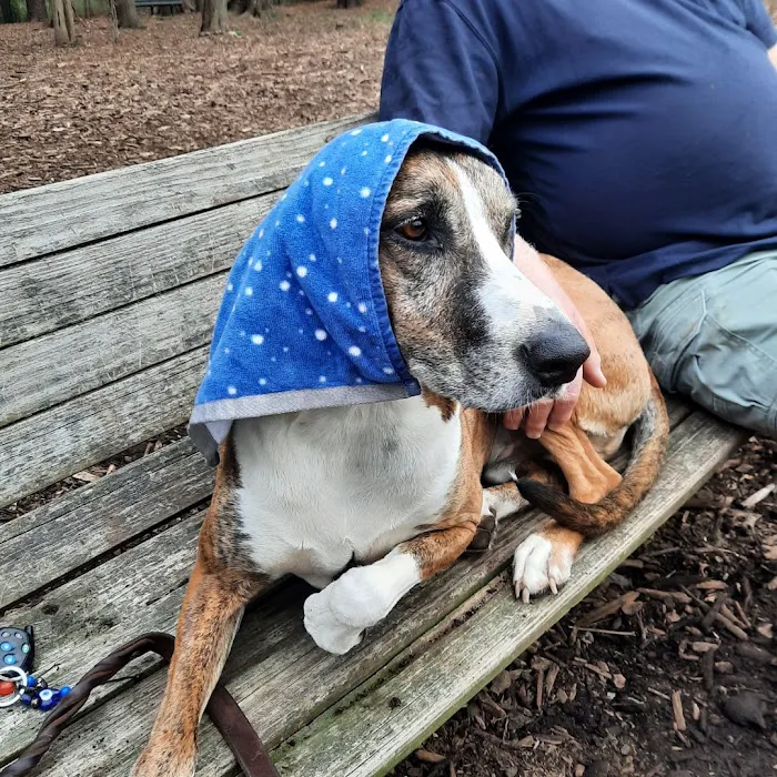 Wethersfield Dog Park 6