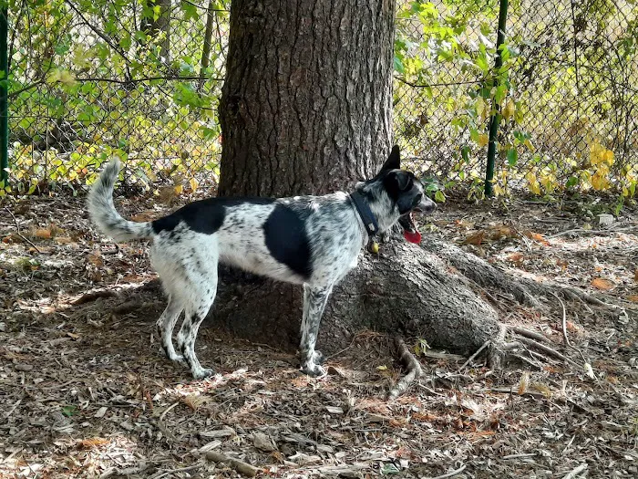 Wethersfield Dog Park 4
