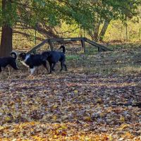 Wethersfield Dog Park ico