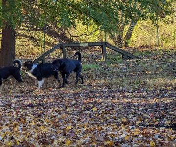 Wethersfield Dog Park