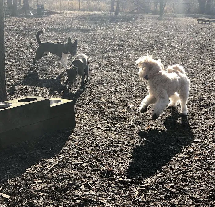 Wethersfield Dog Park 8