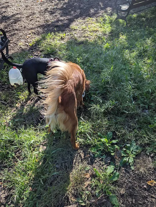 Wethersfield Dog Park 10