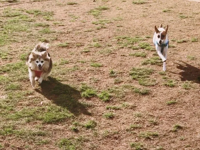 Rocky Hill Dog Park 1