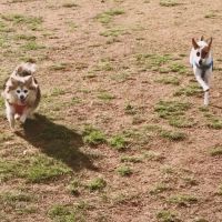 Rocky Hill Dog Park ico
