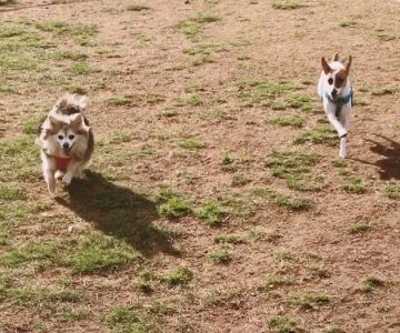 Rocky Hill Dog Park