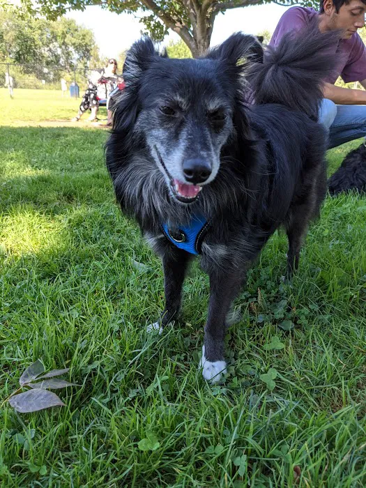 Rocky Hill Dog Park 6