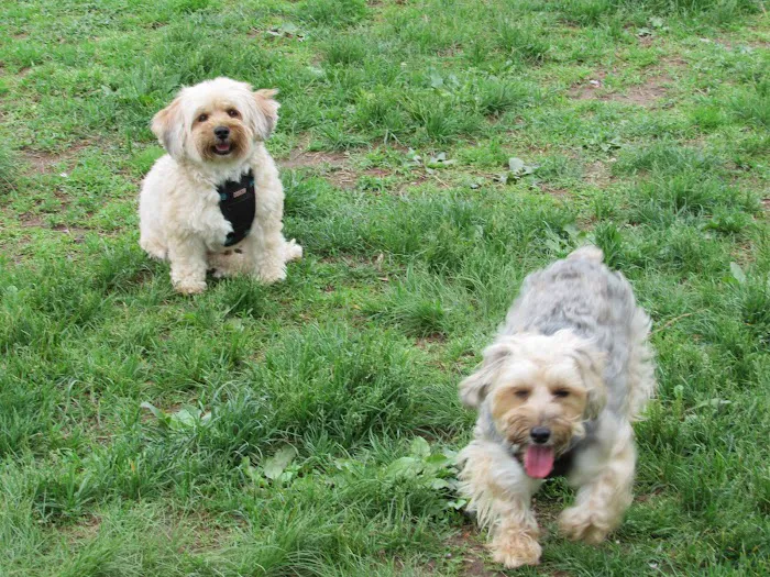 Rocky Hill Dog Park 7
