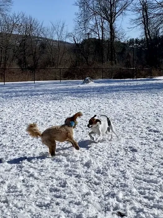 Paw Meadow Dog Park 3