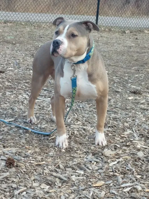 Paw Meadow Dog Park 6