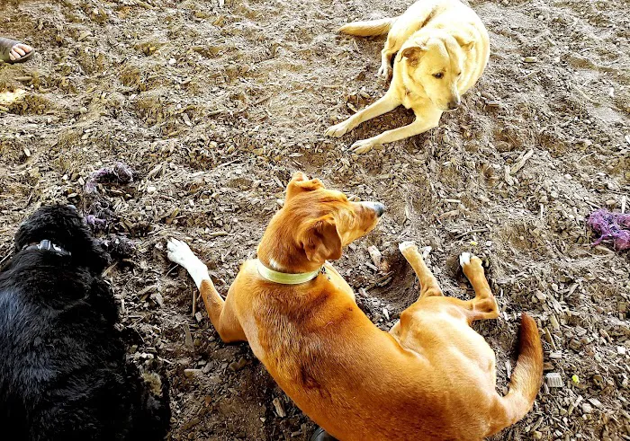 Paw Meadow Dog Park 9