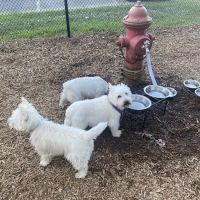 Granby Dog Park ico