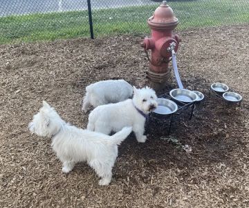 Granby Dog Park