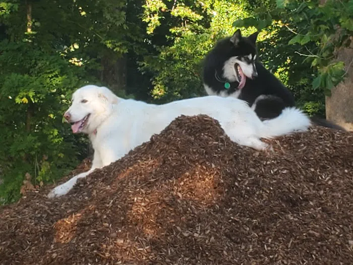 Granby Dog Park 10
