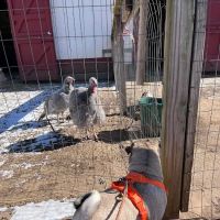 Windsor Dog Park ico