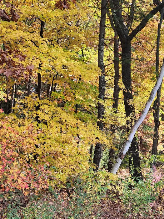 South Windsor Bark Park 5