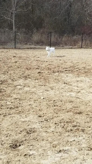The Alice A Sullivan Dog Park 7