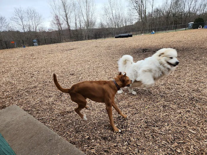 Estelle Cohn Memorial Dog Park 10