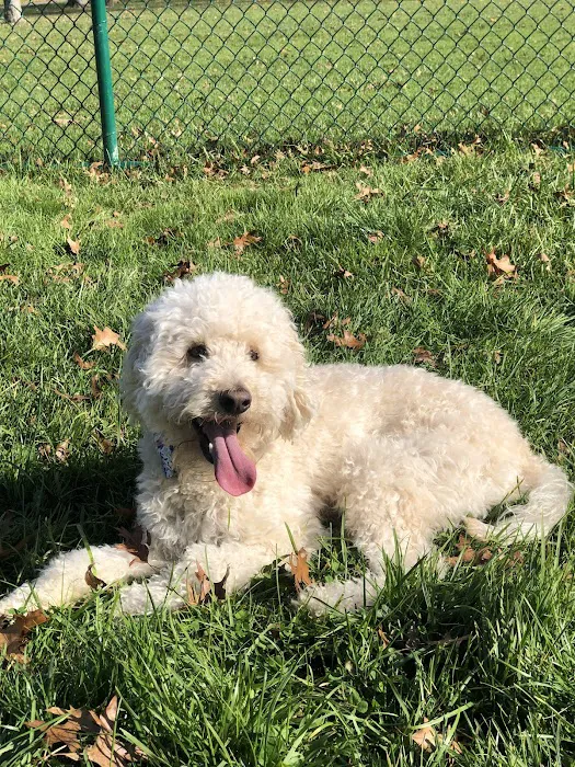 Denver Dog Park 1