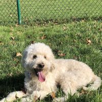 Denver Dog Park ico