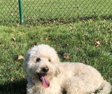 Denver Dog Park