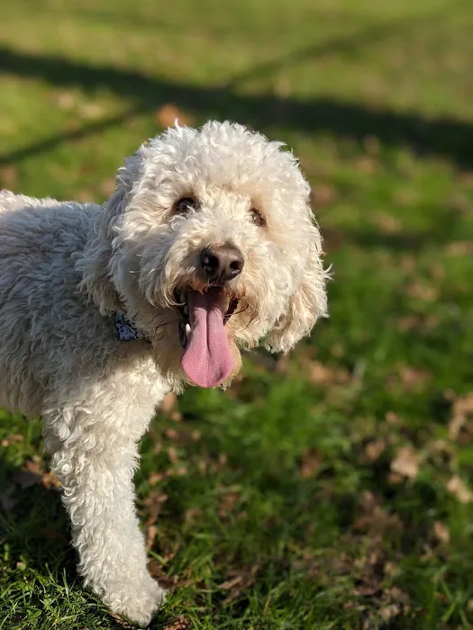 Denver Dog Park 7