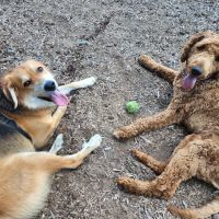 Dog park @ River Road Park ico